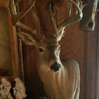 Taxidermy