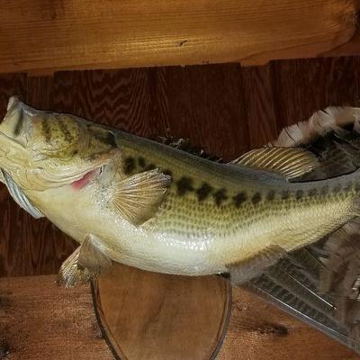 Taxidermy