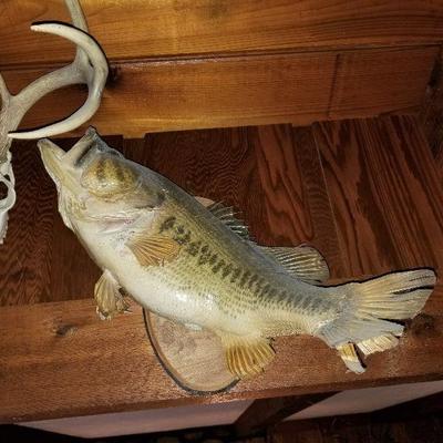 Taxidermy