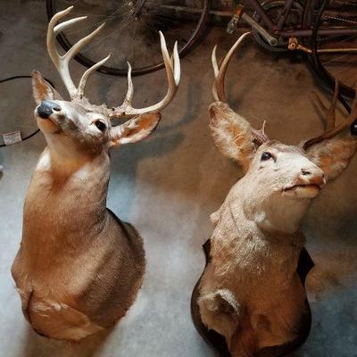 Taxidermy