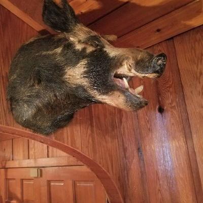 Taxidermy 