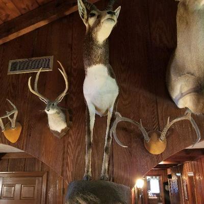 Taxidermy