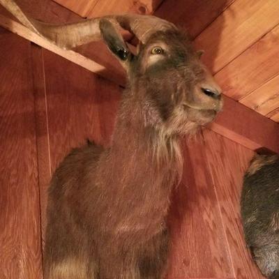 Taxidermy