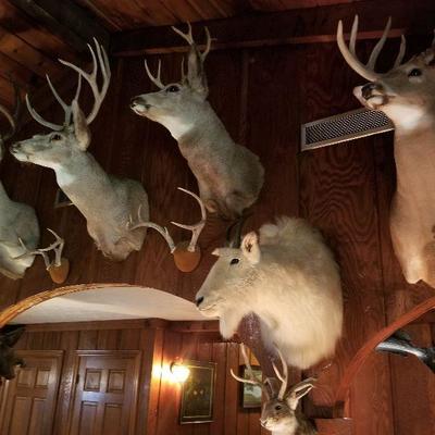 Taxidermy 