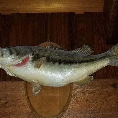 Taxidermy