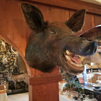 Taxidermy
