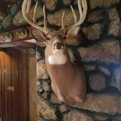 Taxidermy
