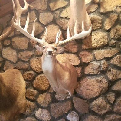 Taxidermy