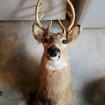 Taxidermy