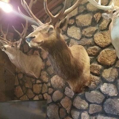 Taxidermy 