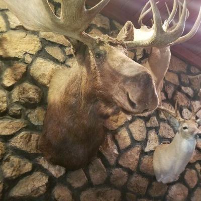 Taxidermy