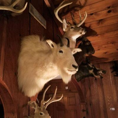 Taxidermy
