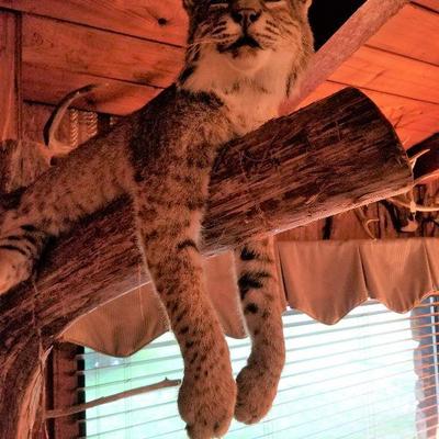 Taxidermy