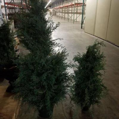 (2) Fake Christmas Trees