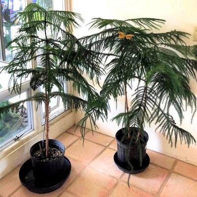 PFL017 Pair of Decorative Firs