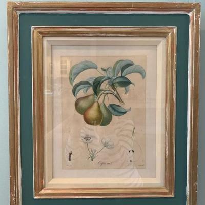 Original Botanical Engravings, 18c 