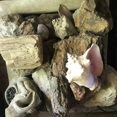 Sea Shells, Petrified Wood 