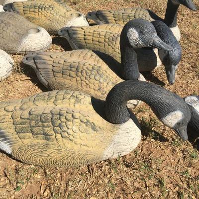 canadian geese decoys
