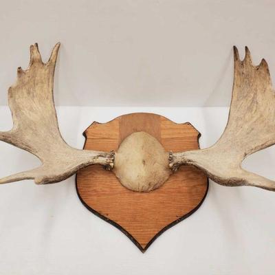 1024: Antler Wall Mount
Measures approx 34
