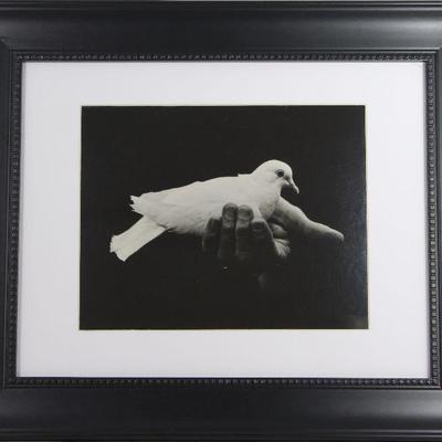 Black and White Dove Photo by Bruce Bunch Framed and Matted (17.5â€ x 14.5â€)