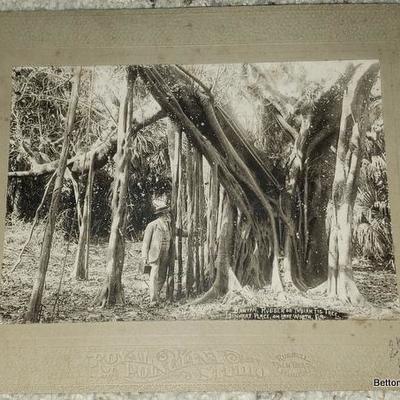 Banyan Tree Fl in the 1930's