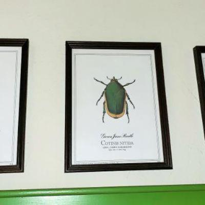 Insect Wall Art 