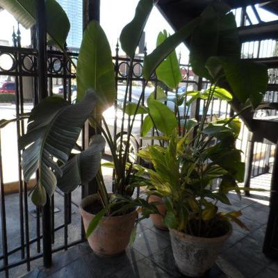 Potted Plants