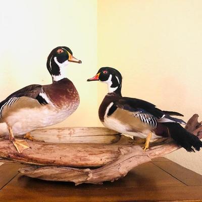 Mounted Taxidermy Wood Ducks