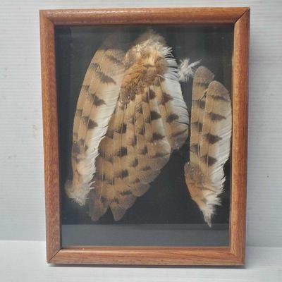 5825: Framed Bird Feathers
Measures approx 12