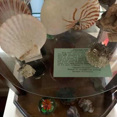 Porcupine Fish, Sea Shell Collection, Geode Collection 