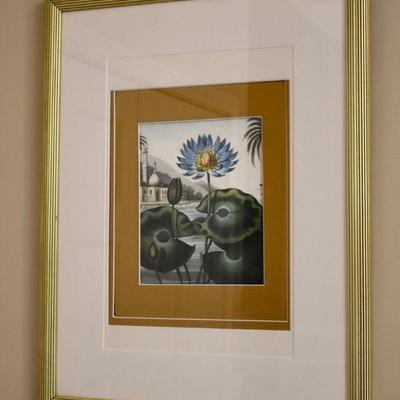 Framed botanical print