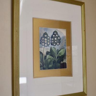 Framed botanical print