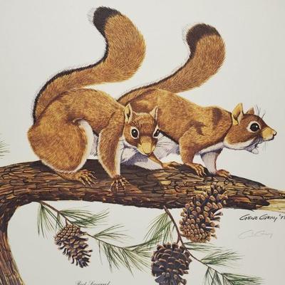 Signed Gene Gray Red Squirrel