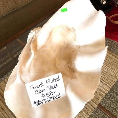 Giant Fluted Clam Shell 