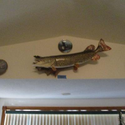 36'' northern Pike,, also lots of fishing gear, this estate is full of treasures ,everything must go this weekend