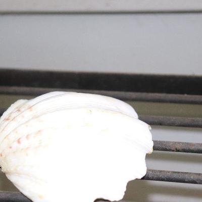 Seashell $2 each
