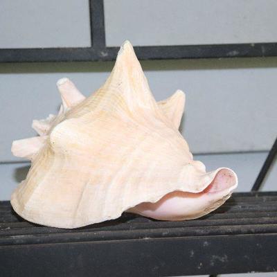 Seashell $7