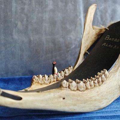 Reindeer jaw made into a sled by the Inuit peoples