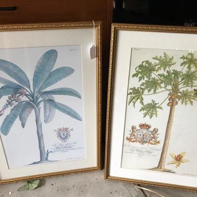 After G. D. Ehret Prints offset reproductions $75 each
