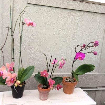 MVP074 Beautiful Phalaenopsis Orchid Plants