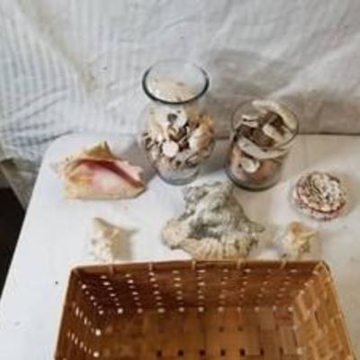 Lot of Sea Shells and Basket