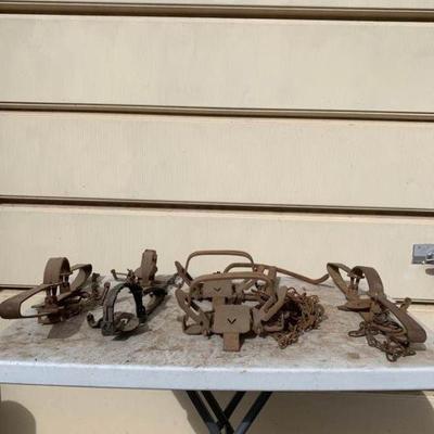 Animal Traps
