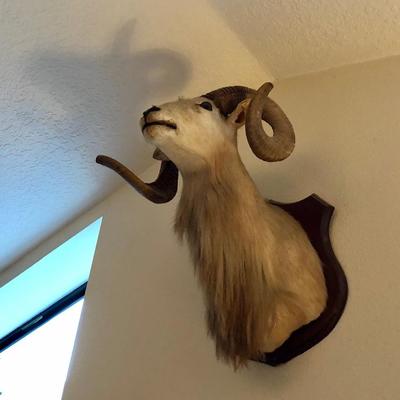 Big Horn Sheep Taxidermy
Ram 
Head