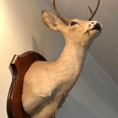 Deer Mount Taxidermy