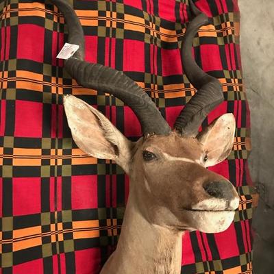 Taxidermy  African Kudu $1,895