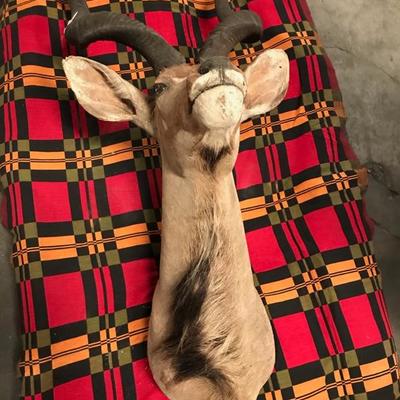 Taxidermy  African Kudu $1,895