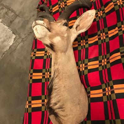 Taxidermy  African Kudu $1,895