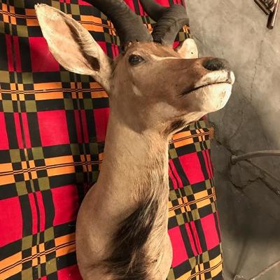 Taxidermy  African Kudu $1,895