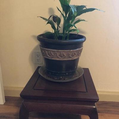Plant $15 
