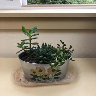 Small succulent plants in container $12